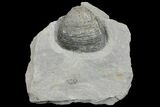 Fossil Brachiopod (Echinochonchus) - Indiana #137176-1